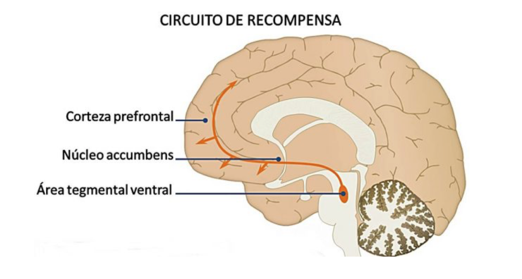 Circuito de Recompensa